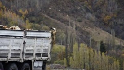 Çoban köpeğinin boğulmaktan kurtulduğu anlar