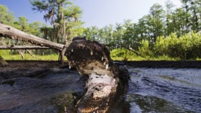 Timsah rotası desek: Miami Gator Park