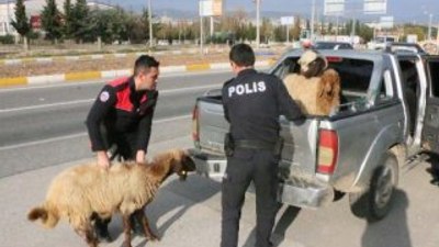 Polis, kamyonetten kaçan koyunları yakaladı