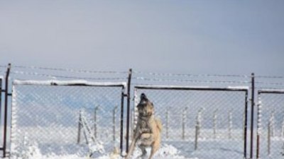 Üzerinde uçan drone'u uzaklaştırmaya çalışan Kangal