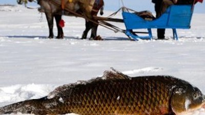 Çıldır Gölü'nde sezonun en büyük balığı