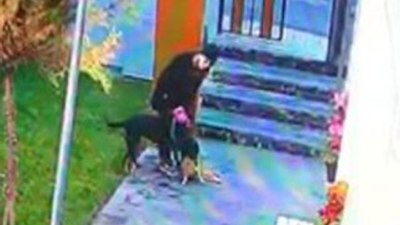 Köpek kediyi parçalarken vicdansız kadın sadece izledi