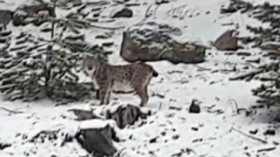 Vaşağı 'pisipisi' diyerek çağırdı