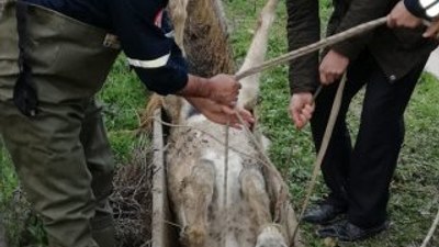 Şanlıurfa'da sulama kanalına sıkışan at kurtarıldı