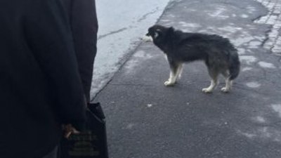 Kurt köpeği MHP’lilerin önünde uludu