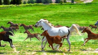 En güzel atların yetiştiği yer: Sultansuyu Harası