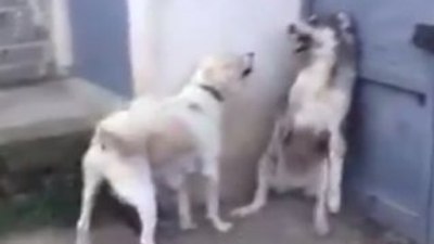 Labrador anneyi kızdıran köpeğin çaresizliği