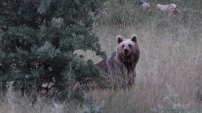 Erzincan’da anne bozayı ve yavruları görüldü