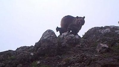 Artvin'de yavrularıyla foto kapana yakalanan ayı