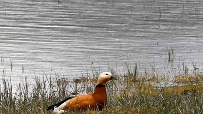 'Saklı cennet' Asboğa Gölü göçmen kuşlarla şenlendi