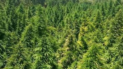 Kenevirde 2 yeni tür tohum üretildi