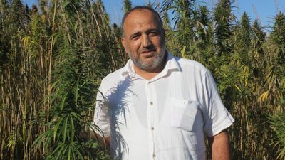 Samsun'da yerli ve milli kenevir hasadı başlıyor