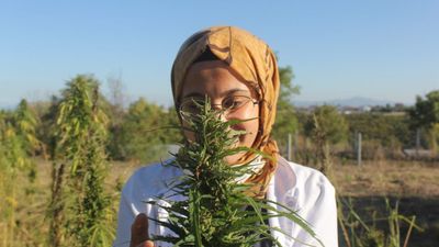 İlk tescilli endüstriyel kenevir tohumumuz 'Vezir' ve 'Narlı' oldu