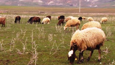 Muş Ovası'na gelen bahar, besicilerin yüzünü güldürdü