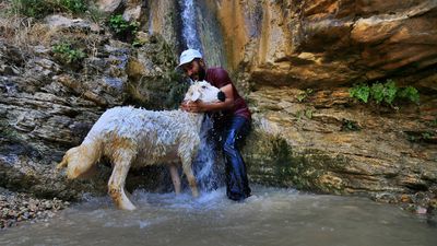 Elazığ'da sıcaktan bunalan küçükbaş hayvanlar şelalede serinliyor