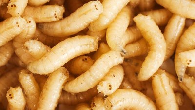 Larva nedir