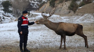 Kastamonu'da jandarmanın elle beslediği geyikler