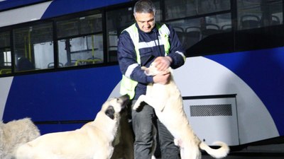 Ankara'da otobüs şoförü, topladığı yemeklerle 150 köpeğe bakıyor