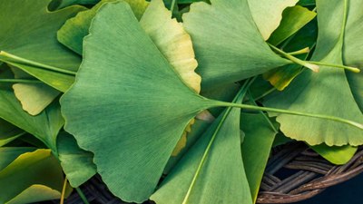 Ginkgo biloba nedir