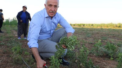 Stevia ve moringa bitkileri Mersin'e uyum sağladı