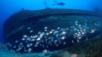 Bodrum'un su altı dünyasındaki tarihi ve doğal yaşamı