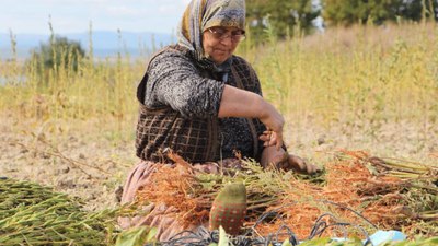 Edirne'de susam hasadı başladı