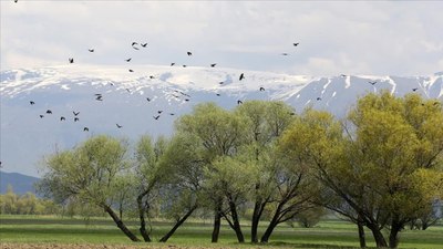 Muş Ovası'ndaki kuşlar on yılda sayıldı: 400 kuş türü kayıt altına alındı