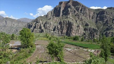 Hakkari Çukurca'da ata tohumundan yılda 180 ton pirinç üretiliyor