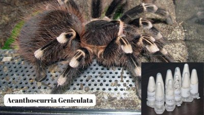 Kargodan 76 yavru tarantula çıktı