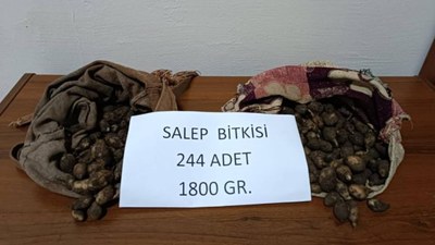 Tunceli'de salep soğanı toplayan iki kişi 448 bin lira ceza yedi