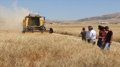 Diyarbakır'da lise öğrencileri, 706 dönüm araziye ektikleri buğdayı hasat ediyor