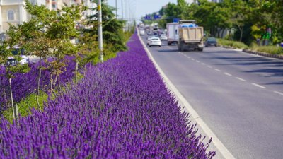 Bilecik'te trafik lavanta kokusuyla akıyor