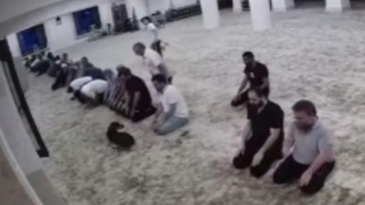 Başakşehir'de camiye giren köpek, namaz kılanları uğraştırdı