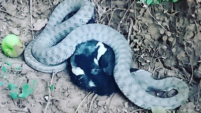 Tunceli’de engerek yılanı kargayı avladı