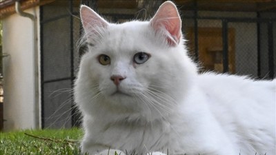 'Seymen', Ayasofya-i Kebir Camii'nin yeni kedisi oldu