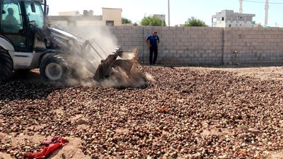 Şanlıurfa'da piyasaya sürülmek üzere olan 4 ton çürük soğan imha edildi