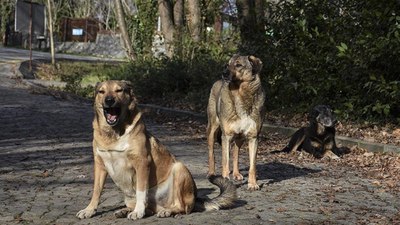 Antalya'da sokak köpeklerinin saldırısına uğrayan adam, açtığı davayı kazandı