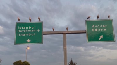 Göç yolundaki leyleklerin İstanbul molası