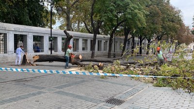 İstanbul'da ağaç devrildi! Turistler ölümden döndü