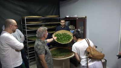 Rize'de çay turizmi: Yabancı gazeteciler tüm çay işleme sürecini deneyimledi