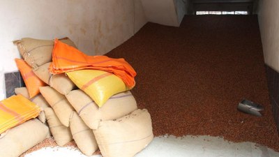 Serbest piyasada fındık fiyatı 100 TL oldu