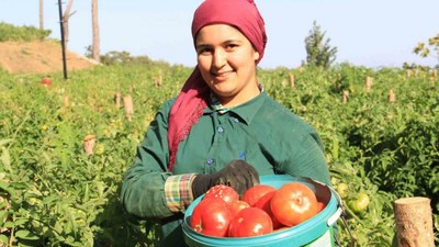 Aydın'dan kiraz ve domates ihracatında rekor