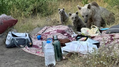 Bitlis'te ayılar piknikçilerin yiyeceklerini yedi