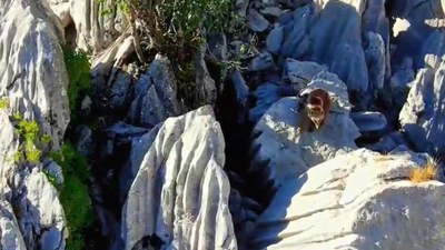 Antalya'da ayı ve 2 yavrusu drone'la görüntülendi