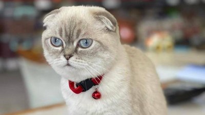 İstanbul Esenyurt'ta kuryenin vurulduğu çatışmanın nedeni 'çalıntı kedi' çıktı