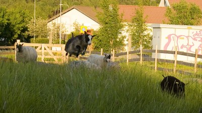 Yunanistan'da koyun sürüsü 300 kilogram kenevir yedi: 'Keçilerden bile yükseğe zıplıyorlar'