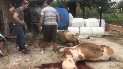 Samsun'da miras kavgası: Kuzeni kaçınca hayvanlarını öldürdü