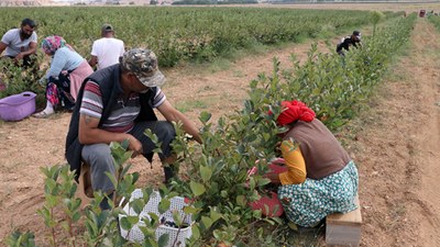 Edirne'de aronya  hasadı heyecanı yaşanıyor