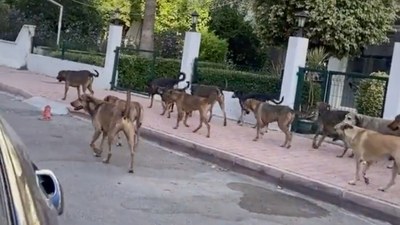 Başıboş köpek krizi devam ediyor! Antalya'da sürü halinde gezen köpekler tehdit oluşturdu...