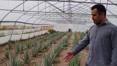 Taneyle dikti, şimdi seraları var! Hakkari'de inanılmaz sonuç..."Komutanım önerdi"